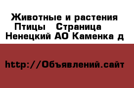 Животные и растения Птицы - Страница 2 . Ненецкий АО,Каменка д.